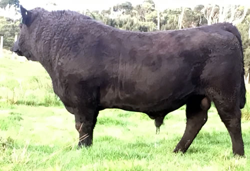 Raff Angus sire